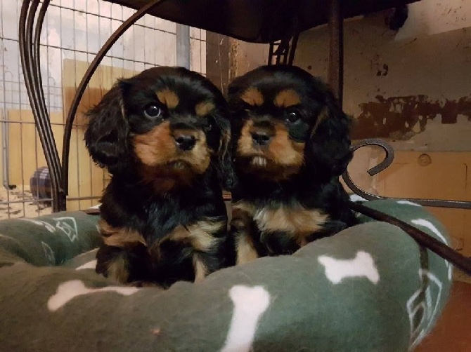 Du mas paskalia - MARIUS et MARLEY bébés de YALI.