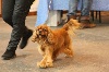  - concours à PARIS pour le DOG SHOW BAHIA 1ere