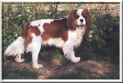 Ulysse Du mas paskalia
