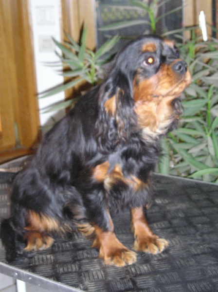 Briseis Du mas paskalia