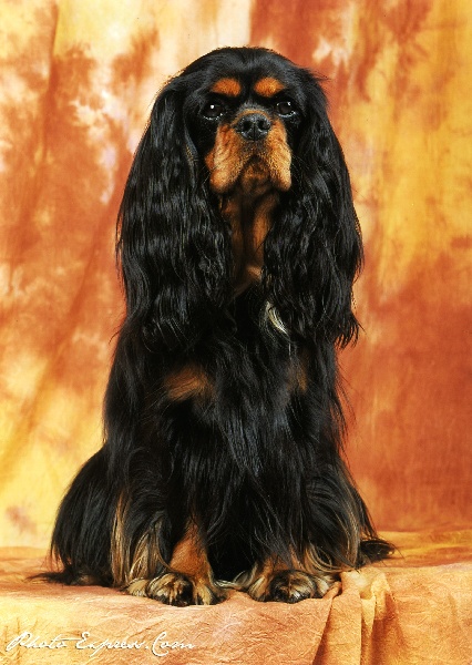 Chanel Du mas paskalia