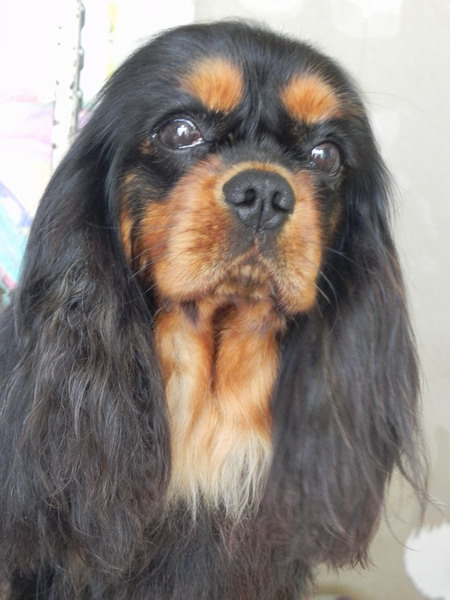 Benjy Du mas paskalia