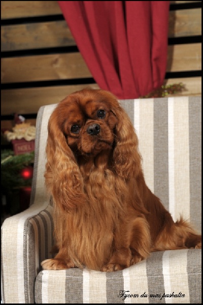 CH. Fycom Du mas paskalia